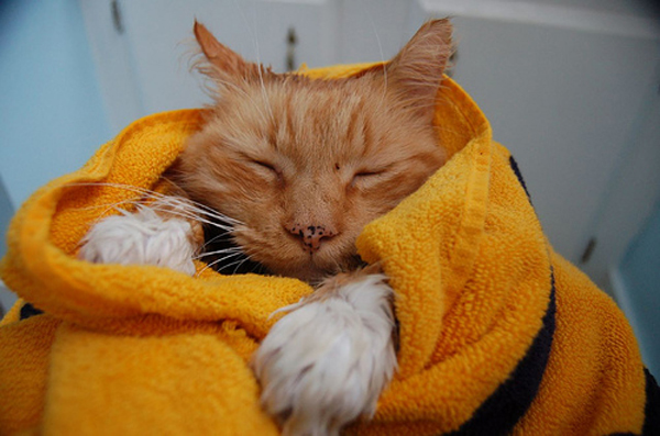 Няшные коты в полотенце Няшные коты в полотенце