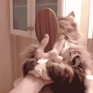 http://s1.tchkcdn.com/fun/g2/s/1/2/1/5/23215/1588423829.gif