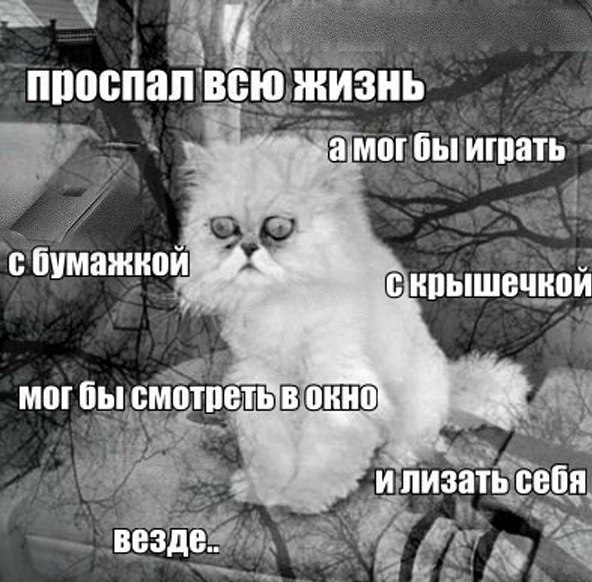 Трагические мемы от кота Трагические мемы от кота