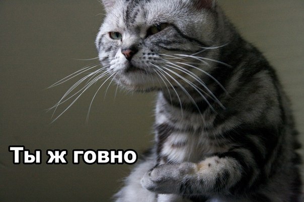 как приготовить лисички от паразитов как приготовить лисички от паразитов