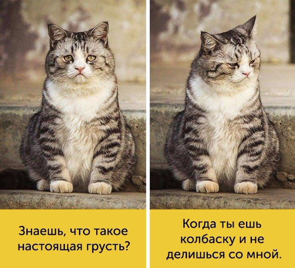 мимика котиков