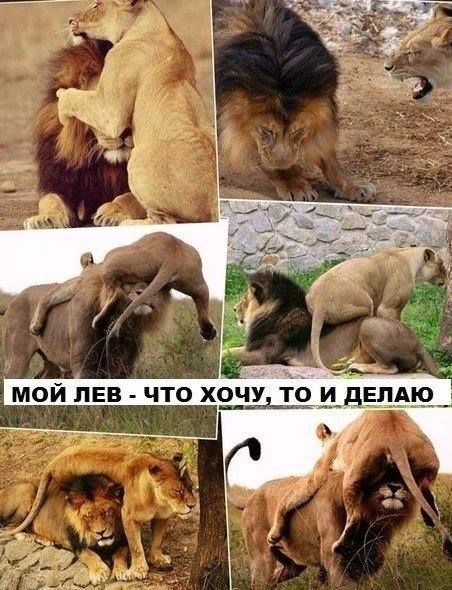 Мой лев =))