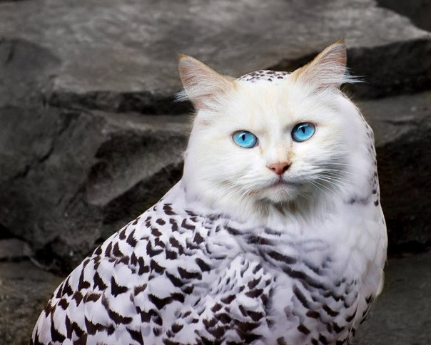 Красивые картинки кошкосов