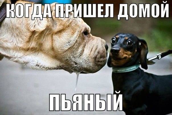 Анекдот жена муж водку Анекдот жена муж водку