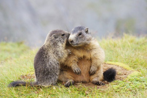 Животные обнимашки