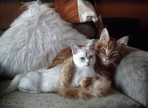 Животные обнимашки