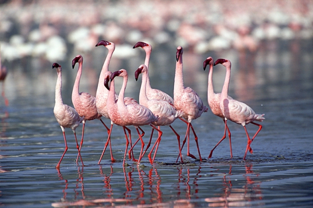 Озеро фламинго: сон наяву (фото)