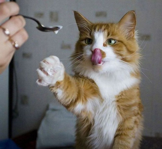Прикольные картинки про котов Прикольные картинки про котов