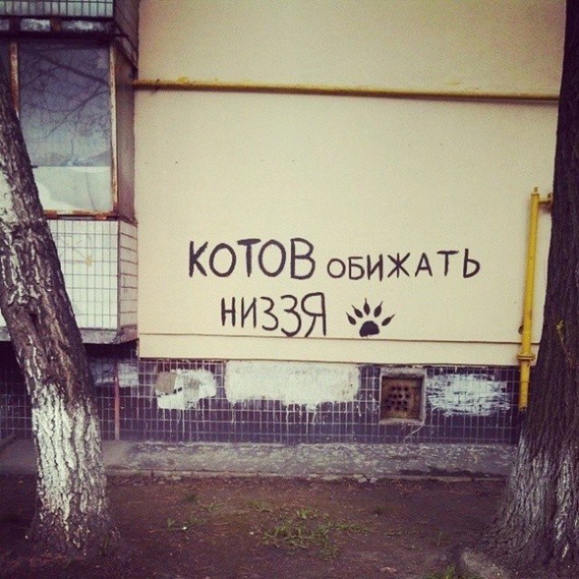 Котов обижать низзя Котов обижать низзя