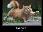 Прикольный кото демотиватор