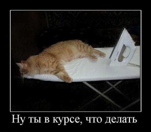 Погладь кота