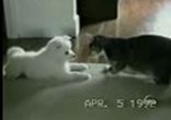 Котик и пёсик
