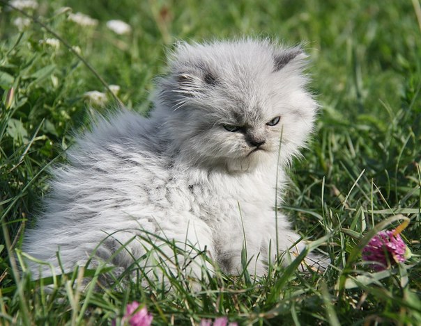 Маленький мистер Зло