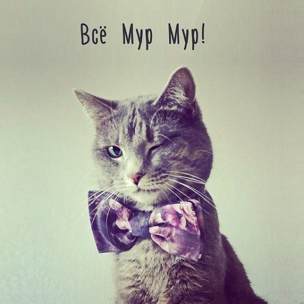 Жизнь мур! мур!