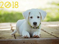 Милые обои на Новый год собаки 2018