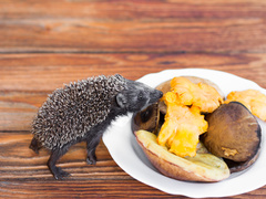 ТОП-5 блюд с лисичками