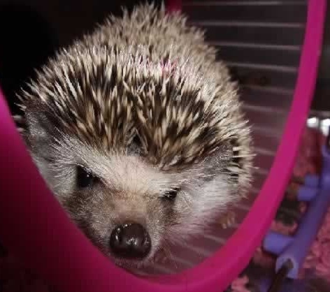 Зверье мое!