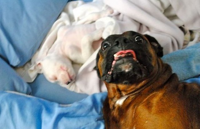 Самые смешные морды собак