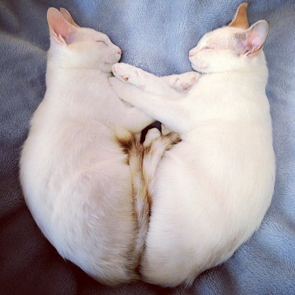 Коты-близнецы Мерри и Пиппин всегда спят в одинаковых позах
