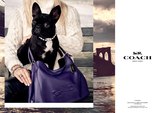 Собака Леді Гаги стала обличчям бренду Coach