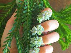 Найоригінальніший манікюр − з живими рослинами