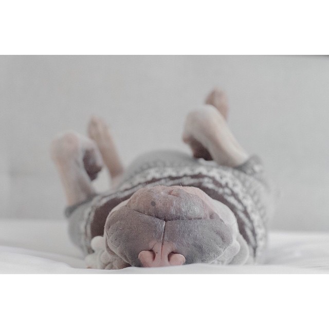 Шарпей Паддингтон