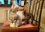 Прикольные сонные коты