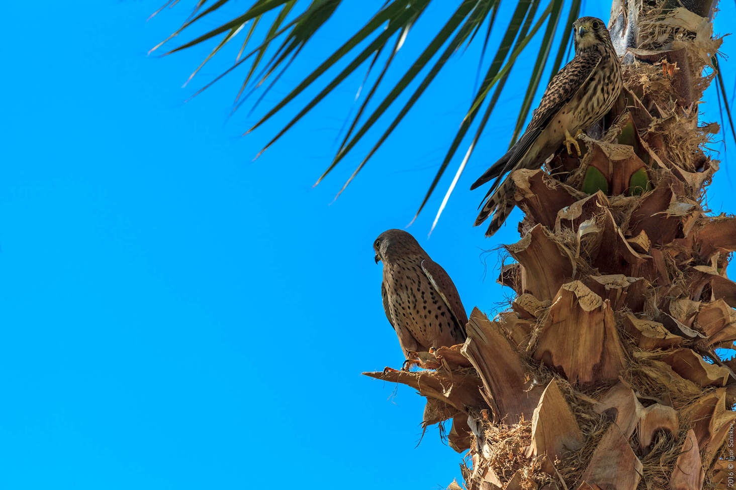 Єгипет, готель Jaz Makadina