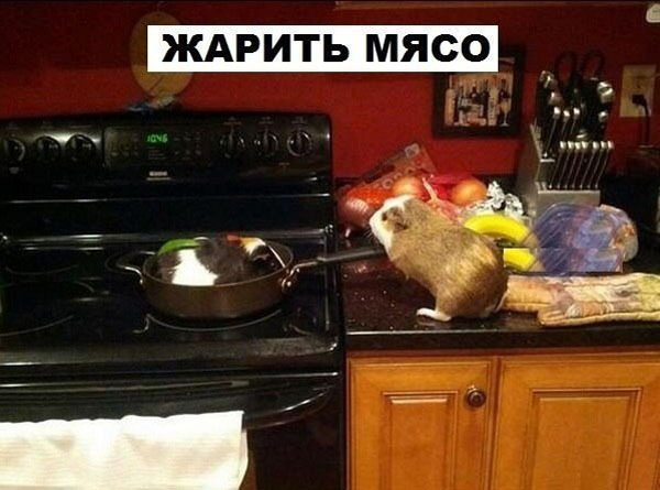Что может делать морская свинка. Прикол