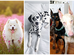 День собаки: ТОП-10 найкрасивіших порід