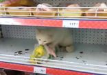 Все нормально ребята.. Это Роcсия..