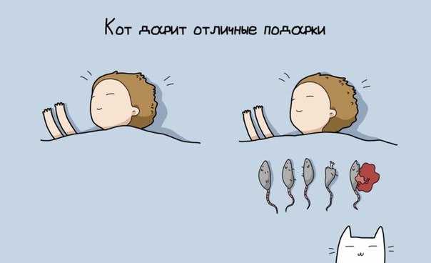9 причин иметь кота