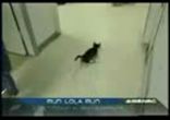 Ходьба на передних лапах