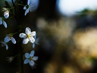 Весеннее цветение HD