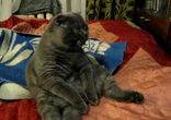 Кот смотрит Дискавери!!