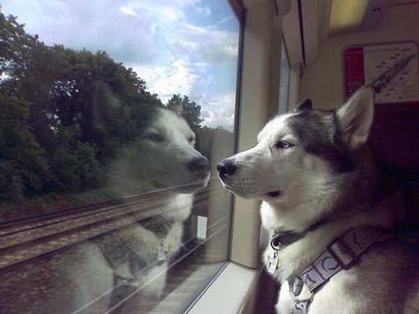 Няшки любят езить в поездах