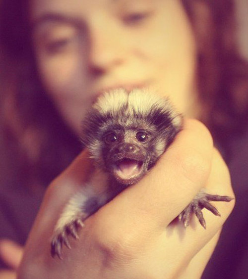 Самая маленькая обезьянка в мире