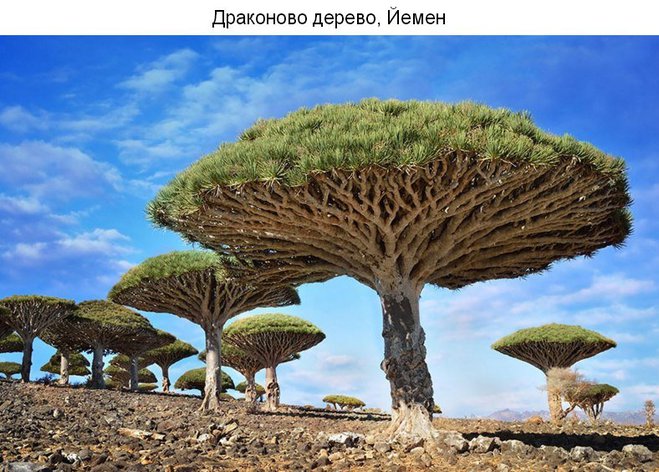 ТОП 10 самых красивых деревьев на планете
