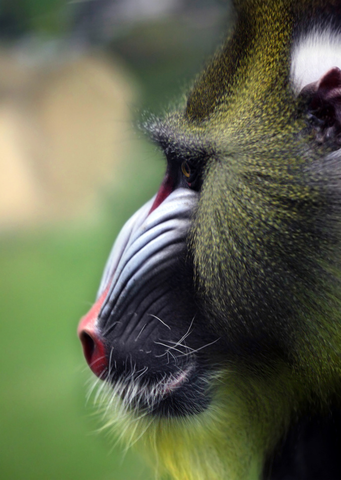 Гороскоп 2016: прикольні передбачення для всіх знаків зодіаку в рік Мавпи
