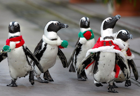 Пингвины готовятся с Рождеству