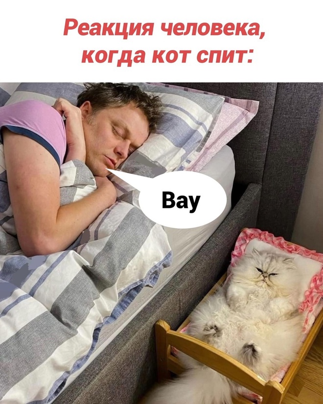 Когда спит кот и человек