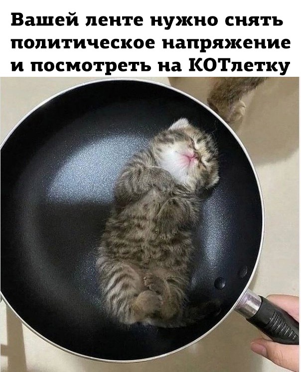 КОТлетку в ленту