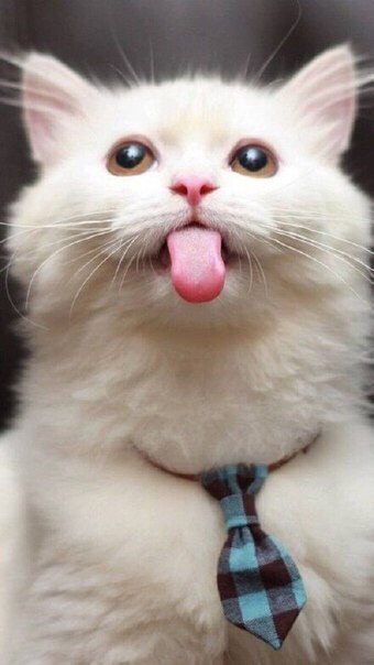 Покажи всем проблемам язык