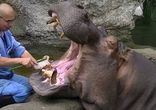 Чистят зубы бегемоту / Hippo Brushing Teeth