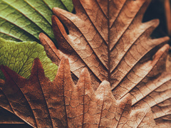 Осеннее равноденствие: приметы