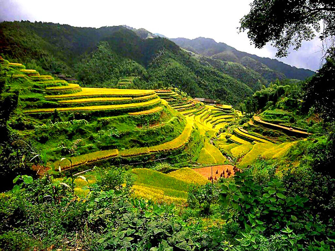 Рисові тераси в Китаї
