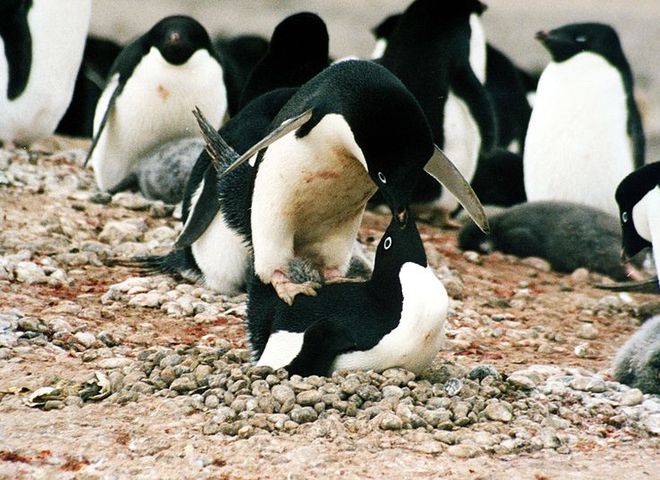 Пінгвіни Аделі злягаються 