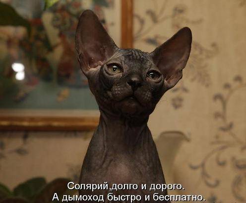 Классные котоматрицы