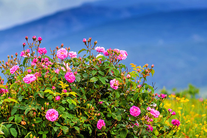 ТОП-7 найкрасивіших квіткових долині світу