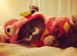 кот-хипстер